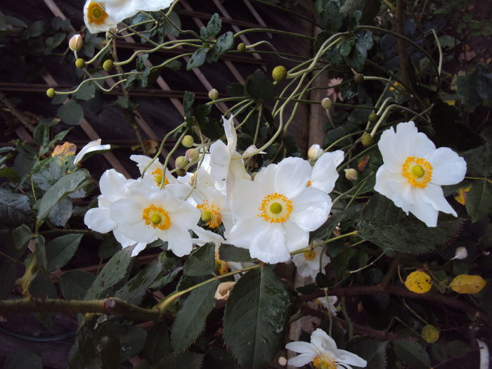 Anemone Honorine Jobert