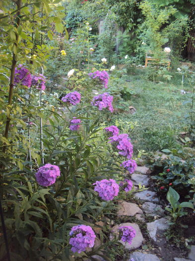 DSC04636 - Phlox si alte perene