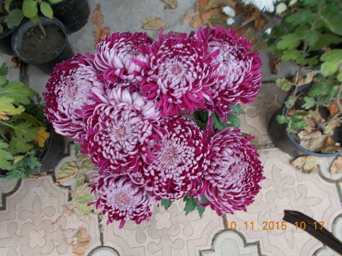 aceeasi - Crizanteme achizitionate in toamna lui 2015