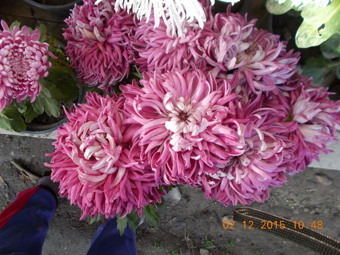 aceeeasi - Crizanteme achizitionate in toamna lui 2015