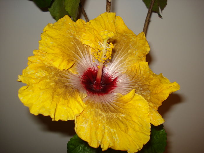 DSC04164 - Hibiscus Tahitian Dragon