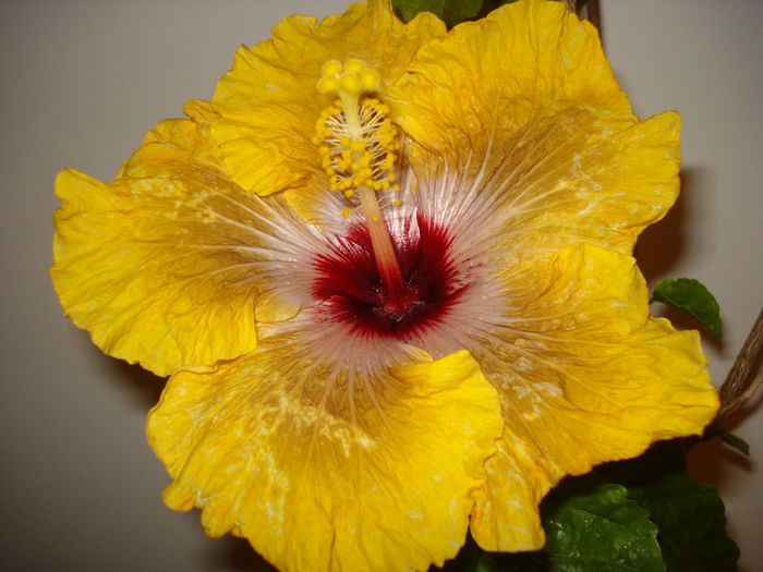 DSC04165 - Hibiscus Tahitian Dragon
