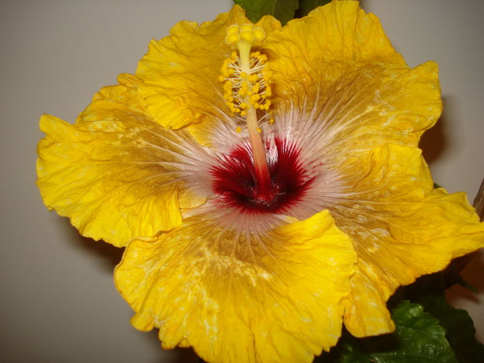 DSC04166 - Hibiscus Tahitian Dragon