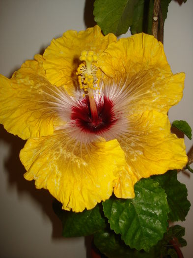 DSC04168 - Hibiscus Tahitian Dragon