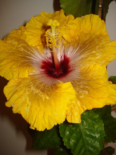 DSC04169 - Hibiscus Tahitian Dragon