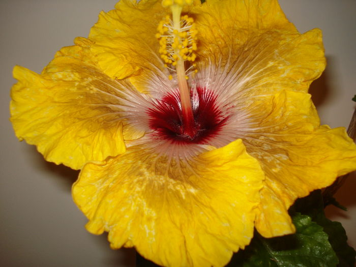 DSC04170 - Hibiscus Tahitian Dragon