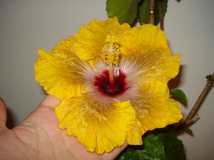 DSC04171 - Hibiscus Tahitian Dragon