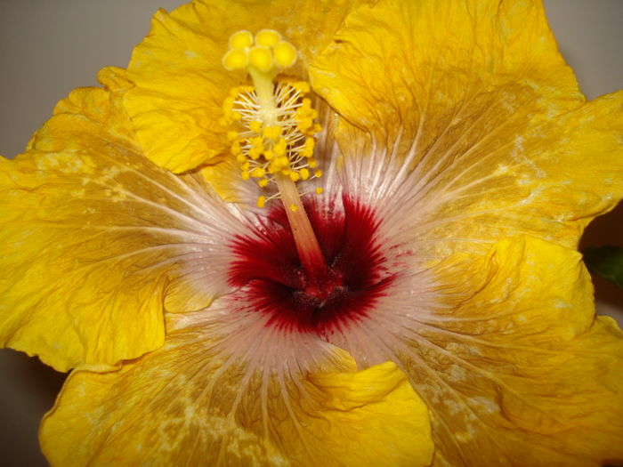 DSC04177 - Hibiscus Tahitian Dragon