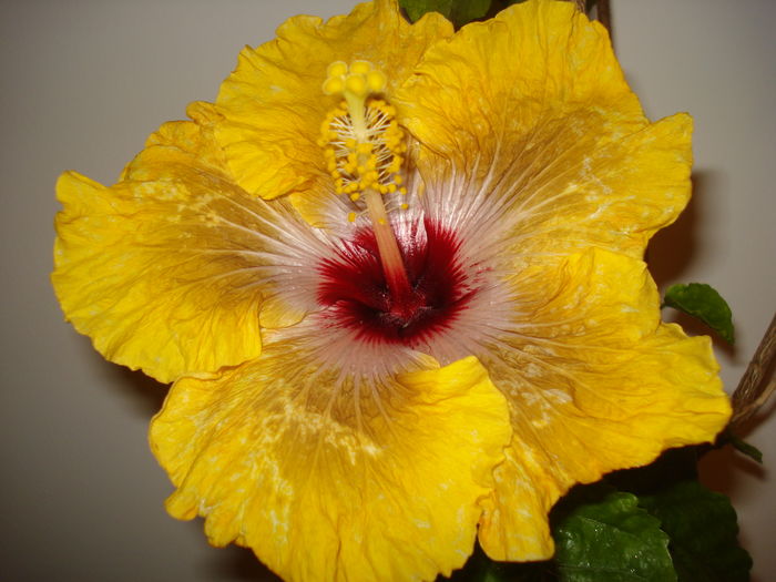 DSC04165 - HIBISCUS 2015