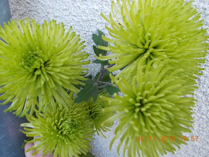 Anastasia verde - Crizanteme achizitionate in toamna lui 2015