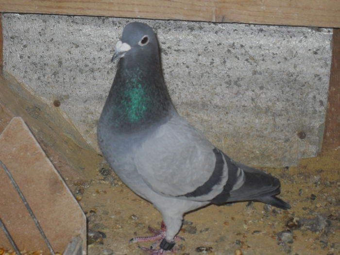 M. Catalin Gheorghe BGS