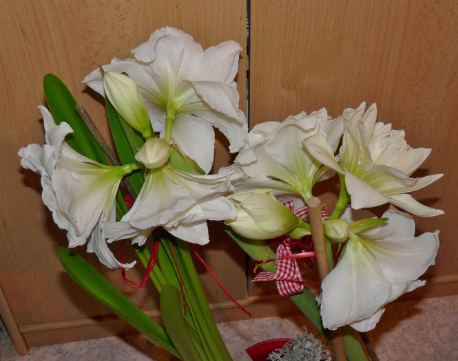 ...  11 flori .... - Amaryllis