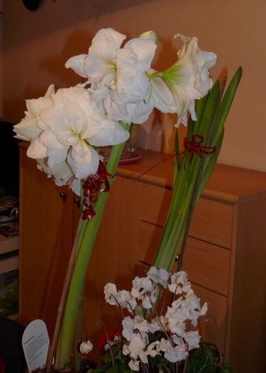 P1760516 - Amaryllis