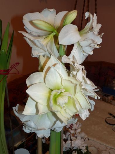 P1760527 - Amaryllis