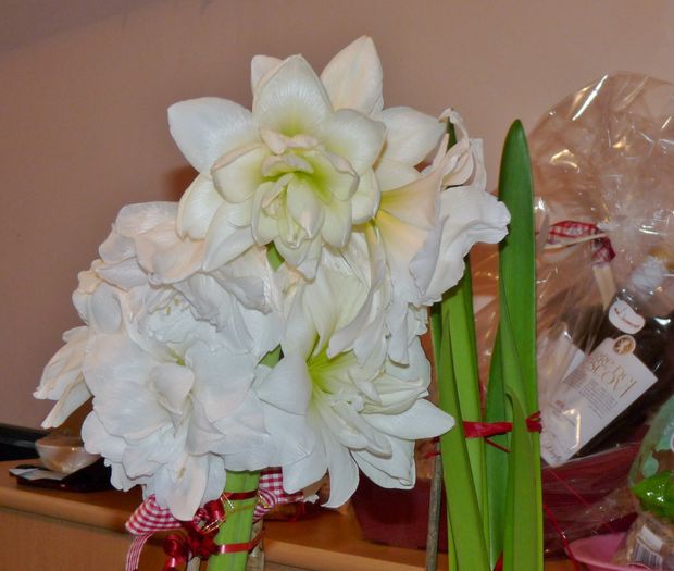 P1760560 - Amaryllis