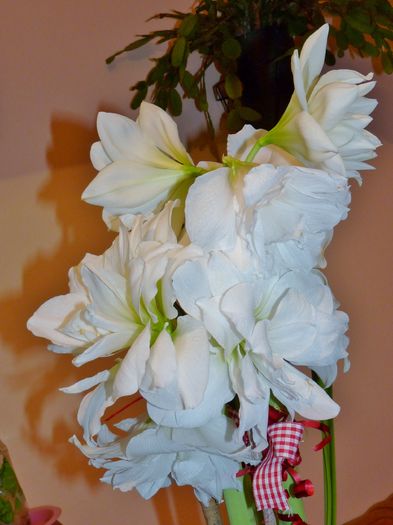 P1760567 - Amaryllis