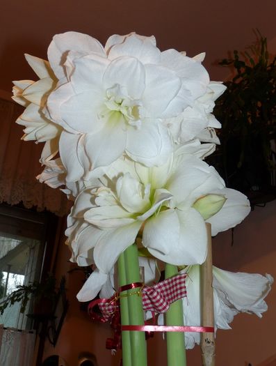 P1760593 - Amaryllis