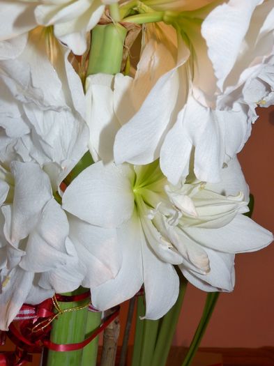 ...  11 flori ... !!! - Amaryllis