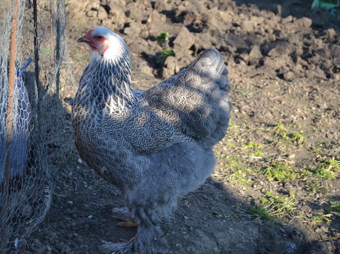 sil - B__Brahma Silver orange