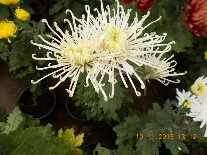 spider alb - CRIZANTEME 2015