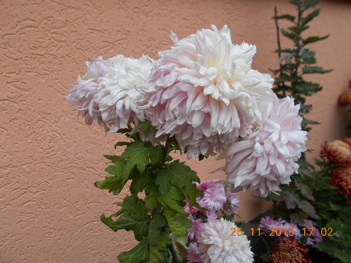 somon inalt - CRIZANTEME 2015