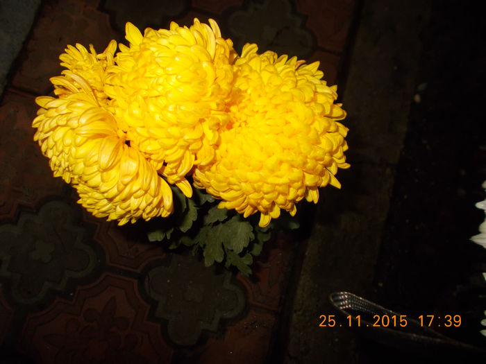 galben ruginiu - CRIZANTEME 2015