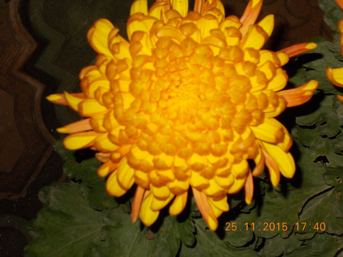 galben ruginiu - CRIZANTEME 2015