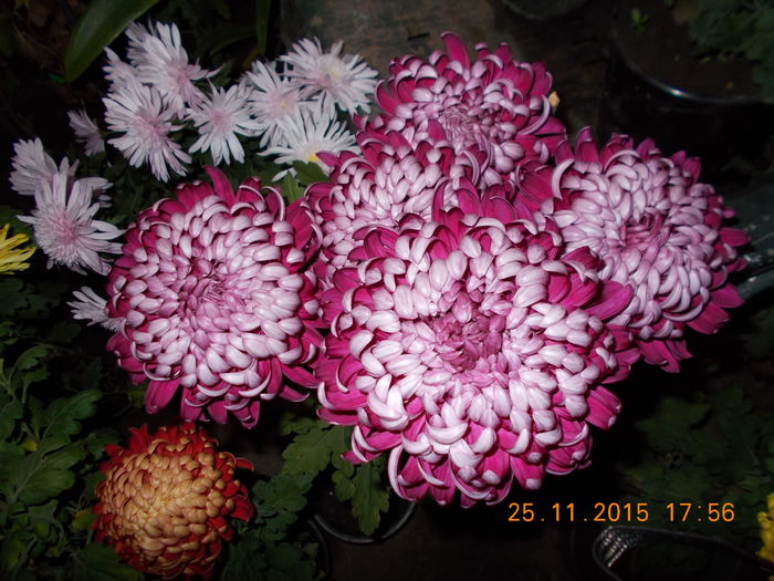 siclam argintiu - CRIZANTEME 2015