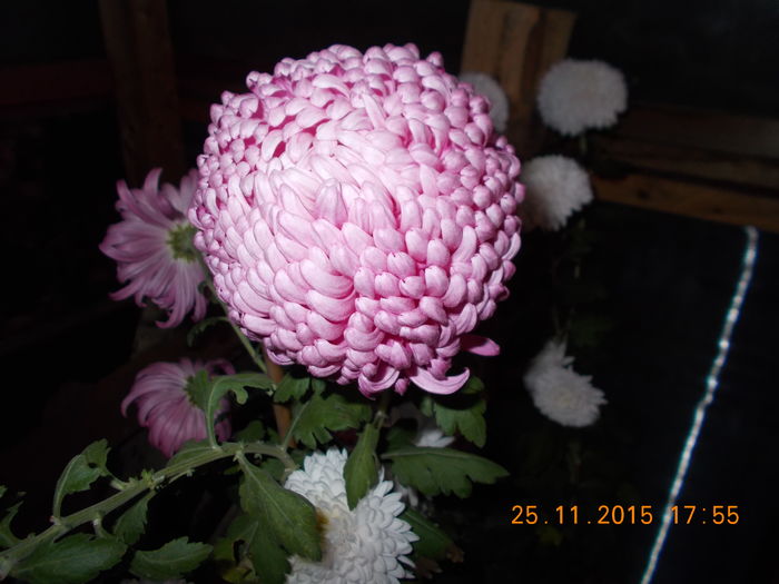 DSCN0804