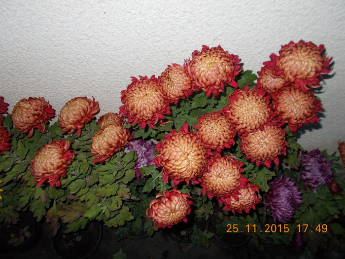 grena olimp - CRIZANTEME 2015