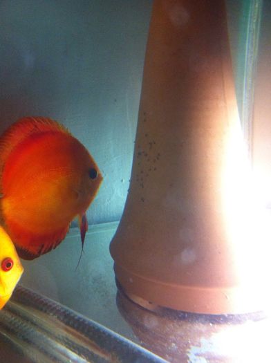 IMG_0940-20151227-132445431