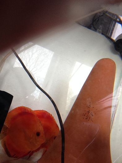 IMG_0928-20151227-132443913