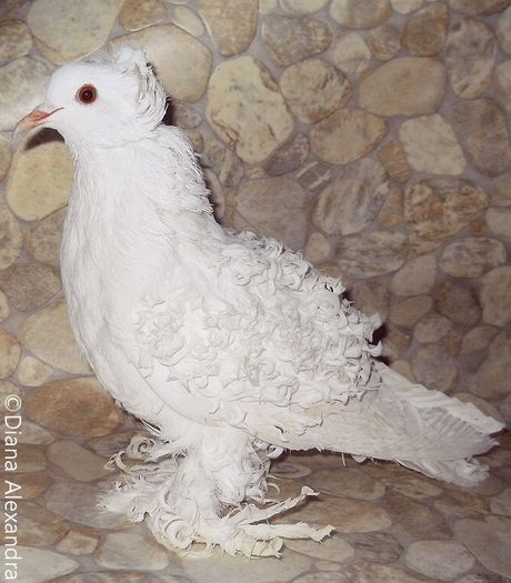 DSCN4960 Cret Francez femela - Poze de arhiva porumbei albi