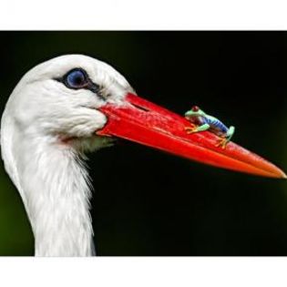 92667_7008e39748eb92200b8c41675332b6bb_mdsq - BIRDS