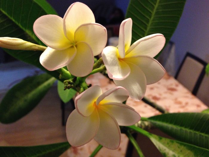 image - plumeria