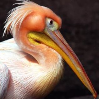 92849_9ecabd922d9e5cdbd9e902f26bf7ae27_mdsq - BIRDS