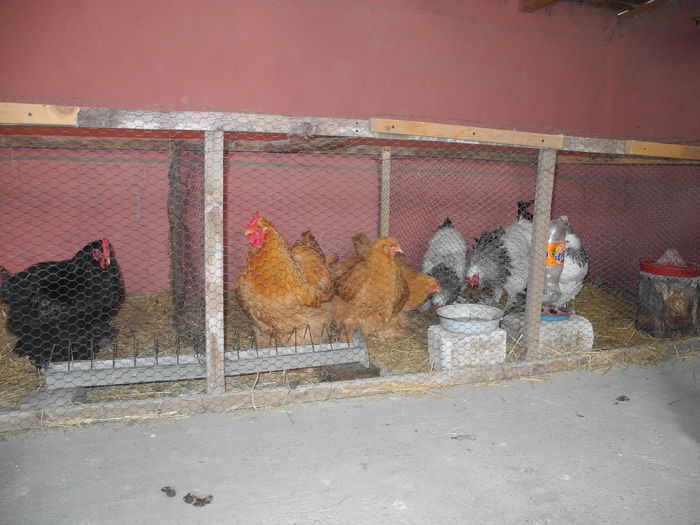 DSCN1881 - Mini ferma