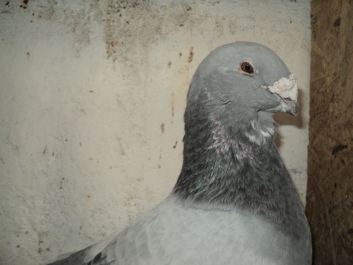 DSC05284 - Matca masculi 2016