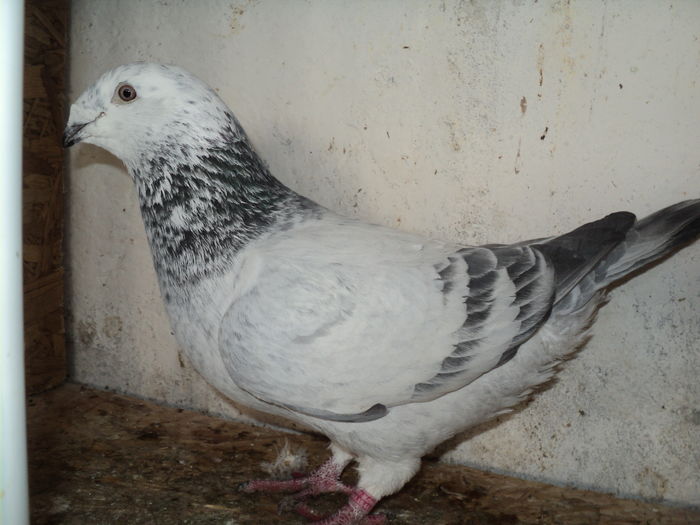 DSC05292 - Matca masculi 2016