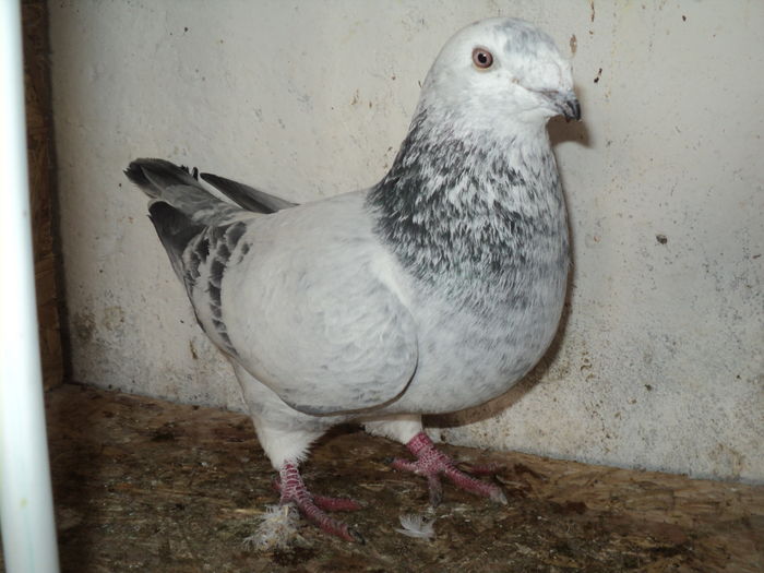 DSC05295 - Matca masculi 2016