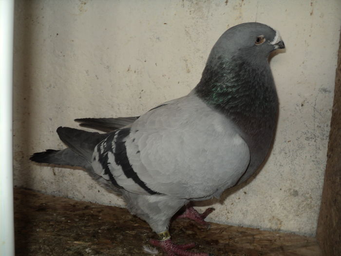 DSC05296 - Matca masculi 2016
