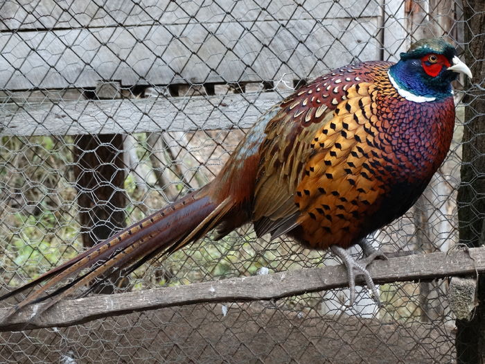 DSC04829 - Fazani 2015