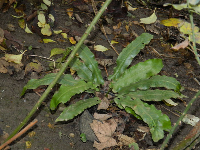 DSCN5984