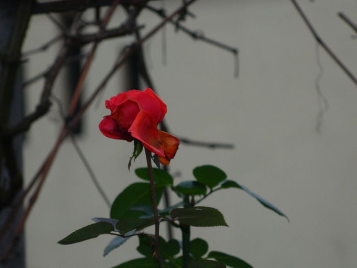 DSCN5998