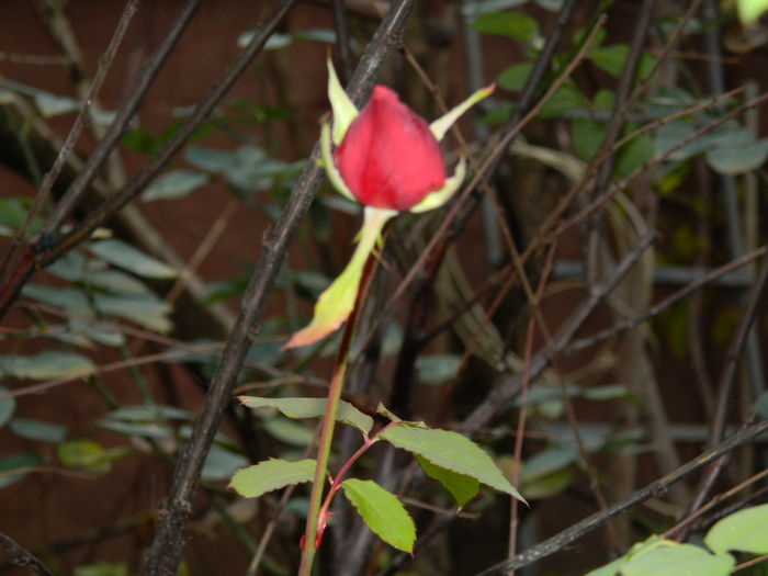 DSCN5999