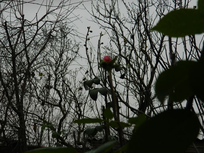 DSCN6014
