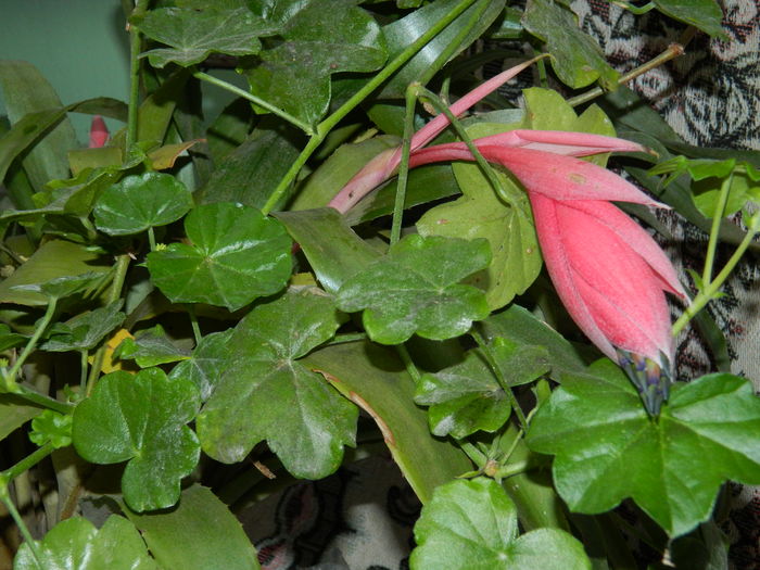 DSCN6027
