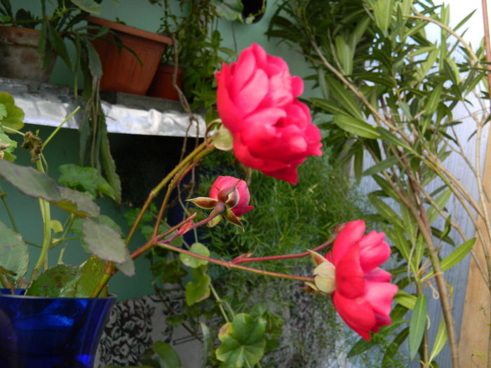 DSCN6032