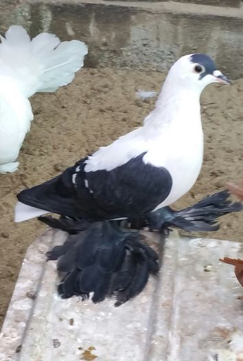 femela 2015 dnu.Cosma Viorel SPERMEZEU.Jud.Bistrita Nasaut - 8___-PERSOANE CU CARE AM COLABORAT- VANZARI