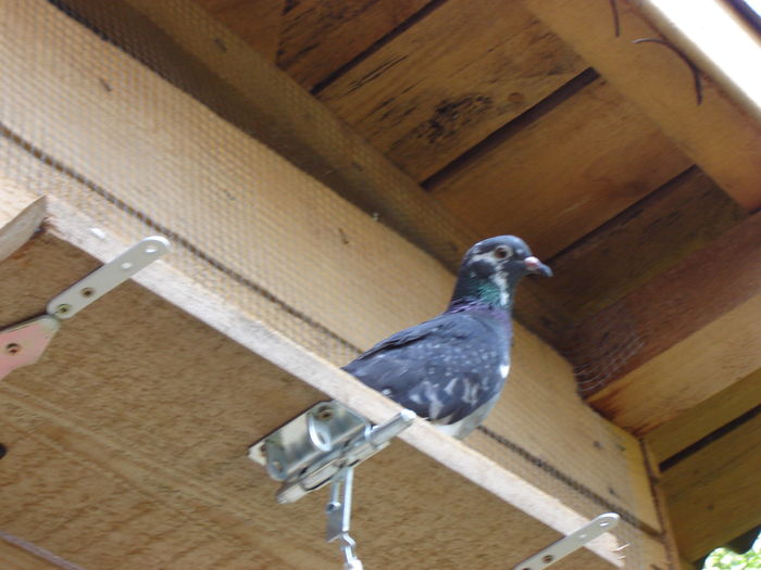 DSC04908 - JURNAL ESTIVAL - pigeon loft - open session - summer season